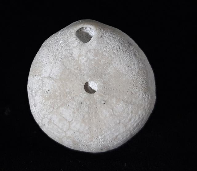 Galerites vulgaris (LESKE 1776) - Bild © FossNet FossilienStore